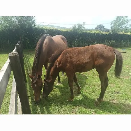 Charming Country Homestead * Kilkenny